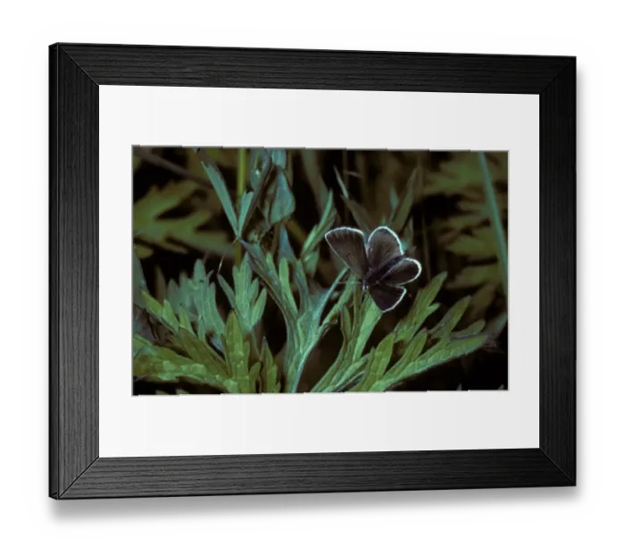 Framed Print : Geranium Argus (Eumedonia eumedon) Male  /  upper wing