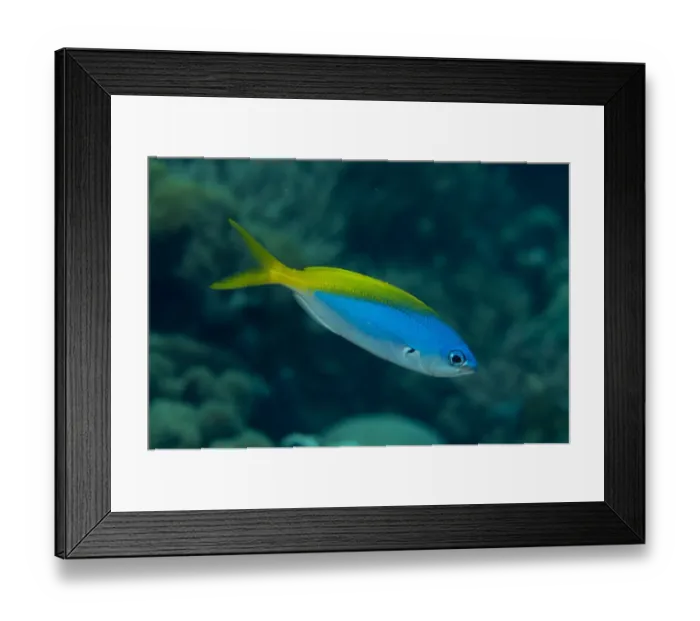 Framed Print : Yellowtail False Fusilier (Paracaesio xanthura) adult, swimming, Blue Water Muck dive site, Uhak River, Wetar Island, Barat Daya Islands, Lesser Sunda Islands, Maluku Province, Indonesia Framed Print : Yellowtail False Fusilier (Paracaesio xanthura) adult, swimming, Blue Water Muck dive site, Uhak River, Wetar Island, Barat Daya Islands, Lesser Sunda Islands, Maluku Province, Indonesia