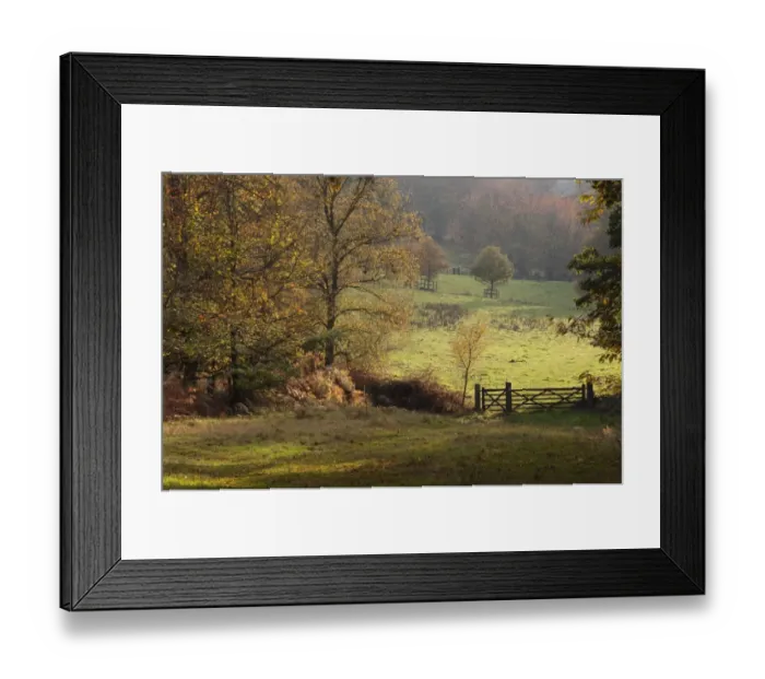Framed Print : View of trees and gateway in parkland habitat, Felbrigg Great Wood, Norfolk, England, november Framed Print : View of trees and gateway in parkland habitat, Felbrigg Great Wood, Norfolk, England, november