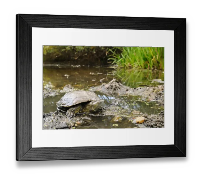 Framed Print : Spanish Pond Turtle (Mauremys leprosa) adult, resting at edge of water in pond habitat, Spain, september Framed Print : Spanish Pond Turtle (Mauremys leprosa) adult, resting at edge of water in pond habitat, Spain, september