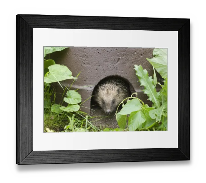 Framed Print : European Hedgehog (Erinaceus europaeus) adult, at entrance of hedgehog house in garden, Norfolk, England, summer Framed Print : European Hedgehog (Erinaceus europaeus) adult, at entrance of hedgehog house in garden, Norfolk, England, summer