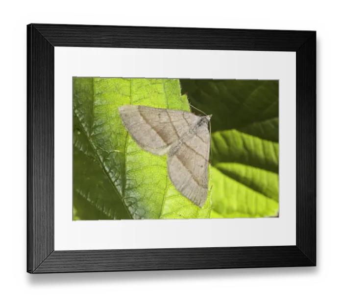 Framed Print : July Belle (Scotopteryx luridata) adult, resting on leaf, Powys, Wales, july Framed Print : July Belle (Scotopteryx luridata) adult, resting on leaf, Powys, Wales, july