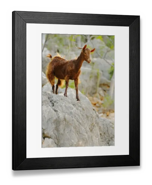 Framed Print : Domestic Goat, adult, standing on rock, cause of overgrazing of vegetation on island, Socotra, Yemen, march Framed Print : Domestic Goat, adult, standing on rock, cause of overgrazing of vegetation on island, Socotra, Yemen, march