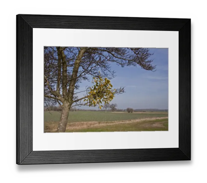 Framed Print : Mistletoe Viscum album growing on tree Framed Print : Mistletoe Viscum album growing on tree