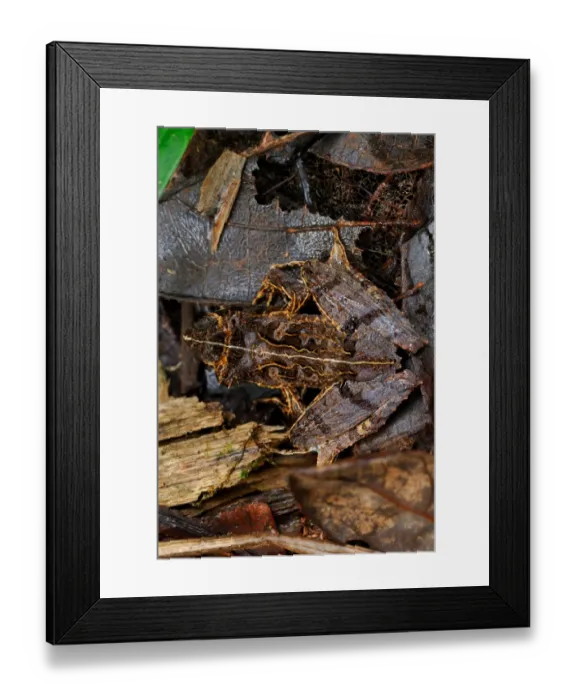 Framed Print : East Betsileo Madagascar Frog (Gephyromantis asper) adult, camouflaged on leaf litter in primary rainforest, Ranomafana N. P. Eastern Madagascar, august
