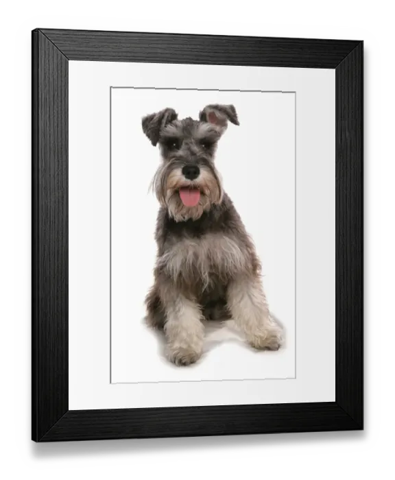 Framed Print : Domestic Dog, Schnauzer, adult female, sitting Framed Print : Domestic Dog, Schnauzer, adult female, sitting