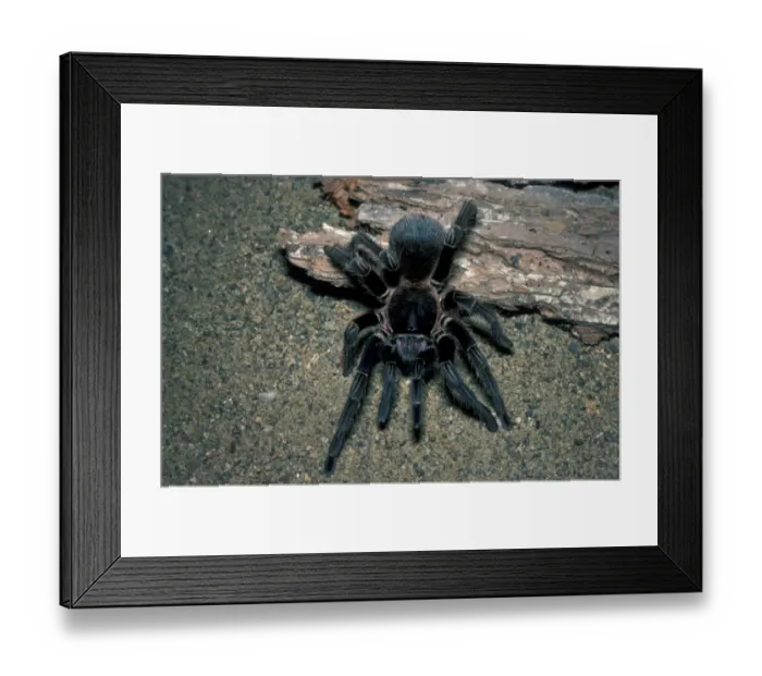Framed Print : Texas Cinnamon Tarantula (Eurypelma chalcodes) Framed Print : Texas Cinnamon Tarantula (Eurypelma chalcodes)