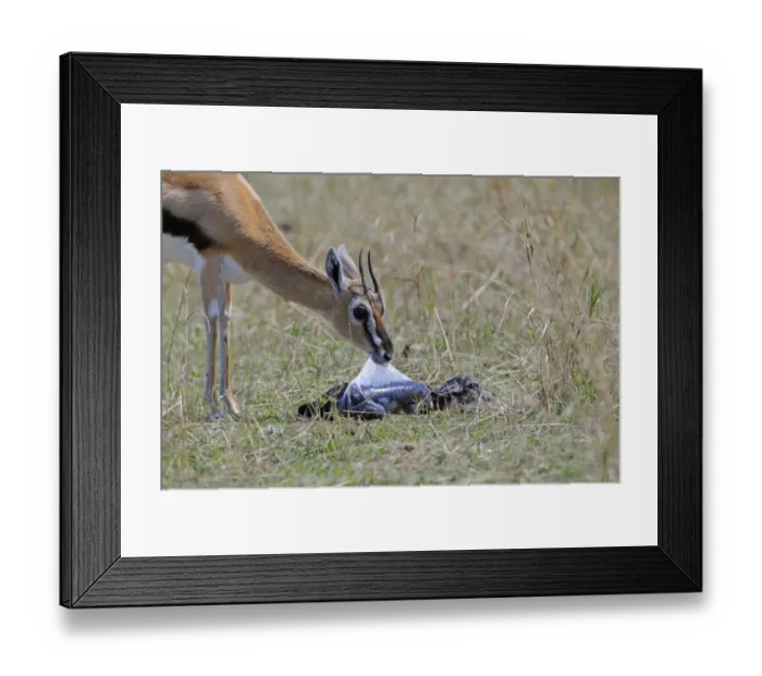 Framed Print : Thomson's Gazelle (Gazella thomsoni) adult female removing foetal sac from newly born baby, Masai Mara, Kenya Framed Print : Thomson's Gazelle (Gazella thomsoni) adult female removing foetal sac from newly born baby, Masai Mara, Kenya