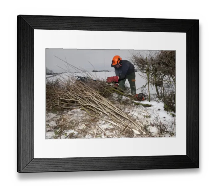 Framed Print : Farmer repairing old hedge in snow, cutting out old growth and relaying branches to make field boundry, Cumbria, England, december Framed Print : Farmer repairing old hedge in snow, cutting out old growth and relaying branches to make field boundry, Cumbria, England, december