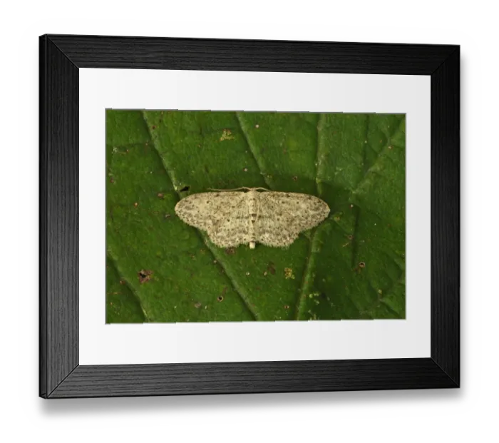 Framed Print : Small Dusty Wave (Idaea seriata) adult, resting on leaf, Norfolk, England, august