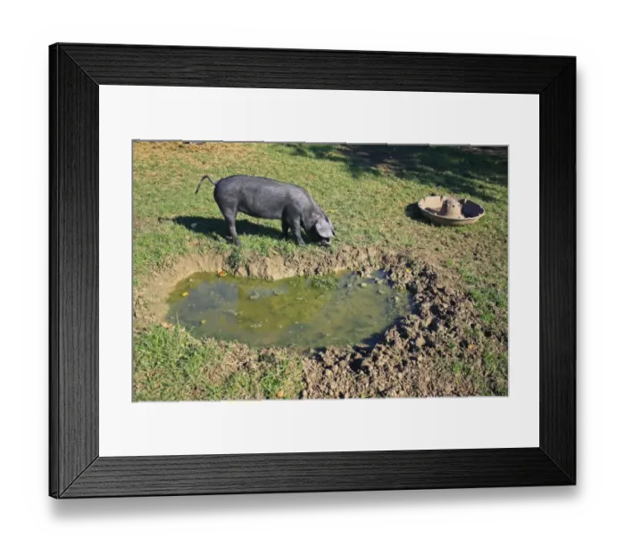 Framed Print : Domestic Pig, Large Black piglet, rooting beside wallow in paddock, Museum of East Anglian Life, Stowmarket, Suffolk, England, october Framed Print : Domestic Pig, Large Black piglet, rooting beside wallow in paddock, Museum of East Anglian Life, Stowmarket, Suffolk, England, october