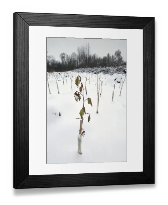 Framed Print : Replanting native tree species in snow covered coppice woodland, Cromer's Wood Nature Reserve, Kent Wildlife Trust, Kent, England, december Framed Print : Replanting native tree species in snow covered coppice woodland, Cromer's Wood Nature Reserve, Kent Wildlife Trust, Kent, England, december