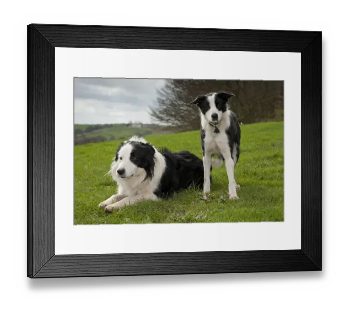 Framed Print : Domestic Dog, Border Collie sheepdog, adult and puppy, in pasture, Chipping, Preston, Lancashire, England, april Framed Print : Domestic Dog, Border Collie sheepdog, adult and puppy, in pasture, Chipping, Preston, Lancashire, England, april