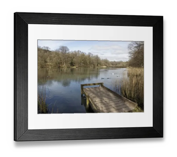 Framed Print : View of jetty and pond habitat, with Mallard Ducks (Anas platyrhynchos) and Mute Swan (Cygnus olor) swimming on water, Cannop Ponds, Forest of Dean, Gloucestershire, England, april