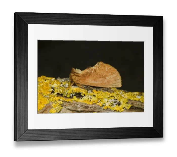 Framed Print : Coxcomb Prominent (Ptilodon capucina) adult, resting on lichen, Norfolk, England, july Framed Print : Coxcomb Prominent (Ptilodon capucina) adult, resting on lichen, Norfolk, England, july