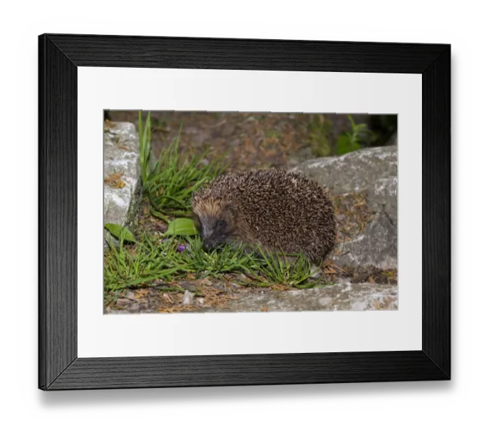 Framed Print : European Hedgehog (Erinaceus europaeus) adult, amongst rocks in garden, Cumbria, England, august Framed Print : European Hedgehog (Erinaceus europaeus) adult, amongst rocks in garden, Cumbria, England, august