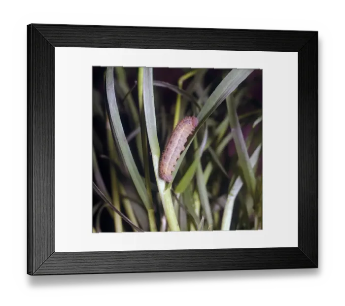 Framed Print : Scotch Argus (Erebia aethiops) larva Framed Print : Scotch Argus (Erebia aethiops) larva