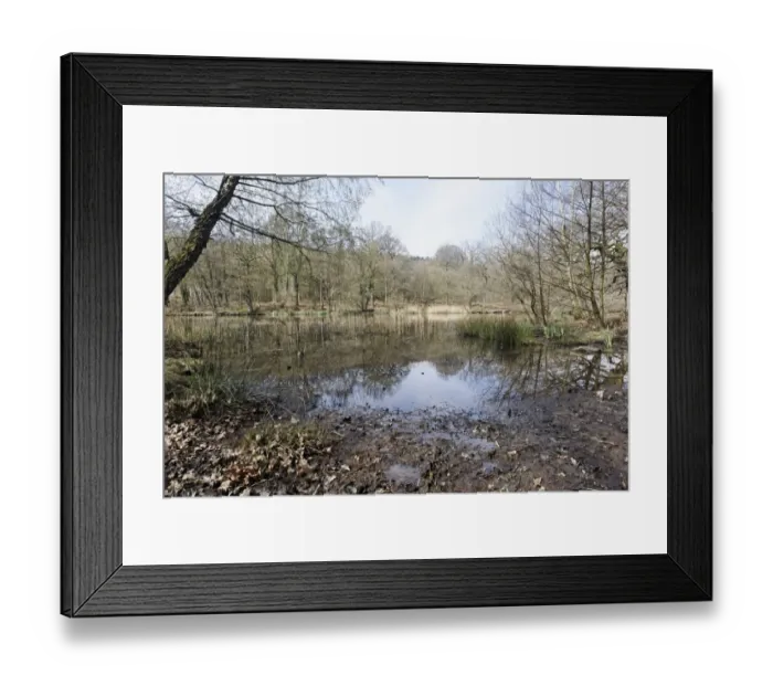 Framed Print : View of pond habitat, Cannop Ponds, Forest of Dean, Gloucestershire, England, april Framed Print : View of pond habitat, Cannop Ponds, Forest of Dean, Gloucestershire, England, april