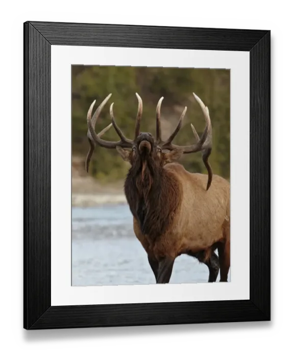 Framed Print : American Elk (Cervus canadensis) adult male, bugling beside river during rut, Jasper N. P. Rocky Mountains, Alberta, Canada, september Framed Print : American Elk (Cervus canadensis) adult male, bugling beside river during rut, Jasper N. P. Rocky Mountains, Alberta, Canada, september