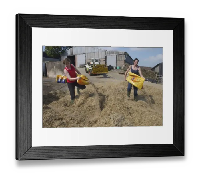 Framed Print : Wheat (Triticum aestivum) crop, farm workers clamping forage harvested whole-crop wheat for feeding dairy cows, near Clitheroe, Lancashire, England, august Framed Print : Wheat (Triticum aestivum) crop, farm workers clamping forage harvested whole-crop wheat for feeding dairy cows, near Clitheroe, Lancashire, England, august