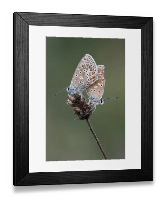 Framed Print : Chalkhill Blue (Lysandra coridon) two adults, underside, resting on seedhead, Kent, England, august Framed Print : Chalkhill Blue (Lysandra coridon) two adults, underside, resting on seedhead, Kent, England, august