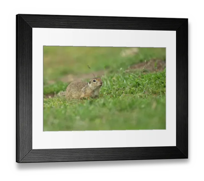 Framed Print : European Souslik (Spermophilus citellus) adult, standing on grass, Dobrogea, Romania, may