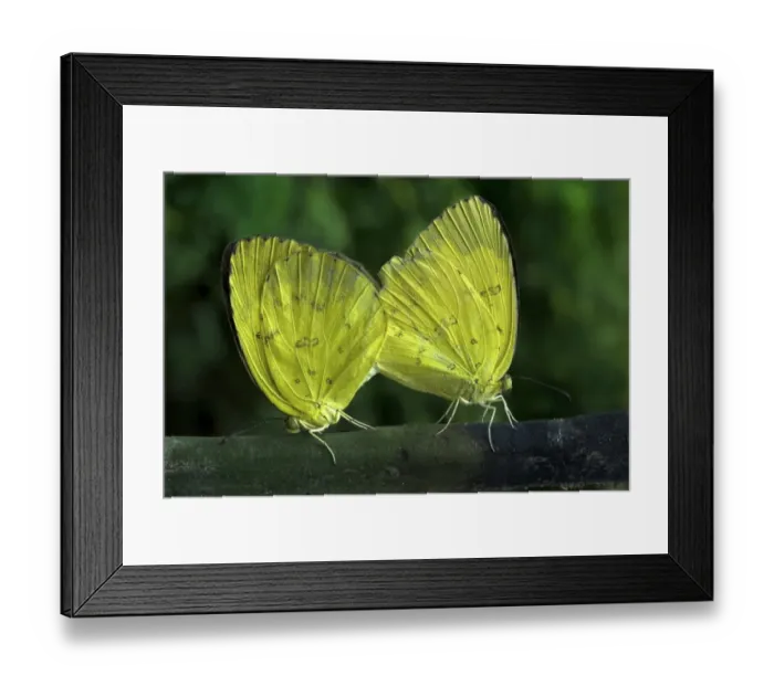 Framed Print : Common Grass Yellow (Eurema hecabe simulata) adult pair, mating, Trivandrum, Kerala, India Framed Print : Common Grass Yellow (Eurema hecabe simulata) adult pair, mating, Trivandrum, Kerala, India