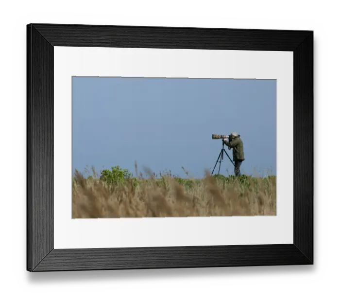 Framed Print : Nature photographer using camera on tripod in coastal marshland, Cley Marshes Reserve, Cley-next-the-sea, Norfolk, England, april Framed Print : Nature photographer using camera on tripod in coastal marshland, Cley Marshes Reserve, Cley-next-the-sea, Norfolk, England, april