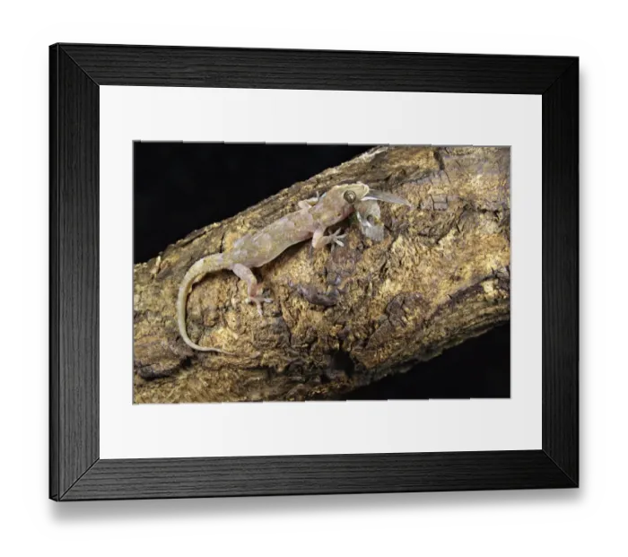 Framed Print : Moreau's Tropical House Gecko (Hemidactylus mabouia) adult, feeding on moth prey, South Africa Framed Print : Moreau's Tropical House Gecko (Hemidactylus mabouia) adult, feeding on moth prey, South Africa