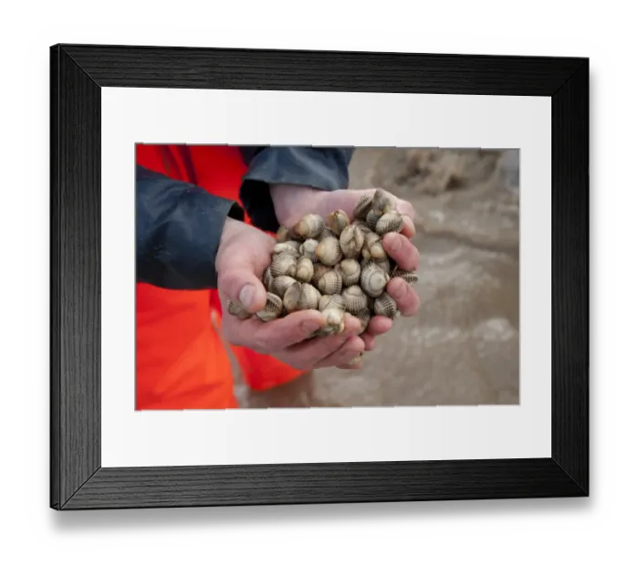 Framed Print : Licensed cockle picker holding cockles in hands after picking from cockle beds, Foulnaze Bank, between Lytham and Southport, Ribble Estuary, Lancashire, England, november Framed Print : Licensed cockle picker holding cockles in hands after picking from cockle beds, Foulnaze Bank, between Lytham and Southport, Ribble Estuary, Lancashire, England, november