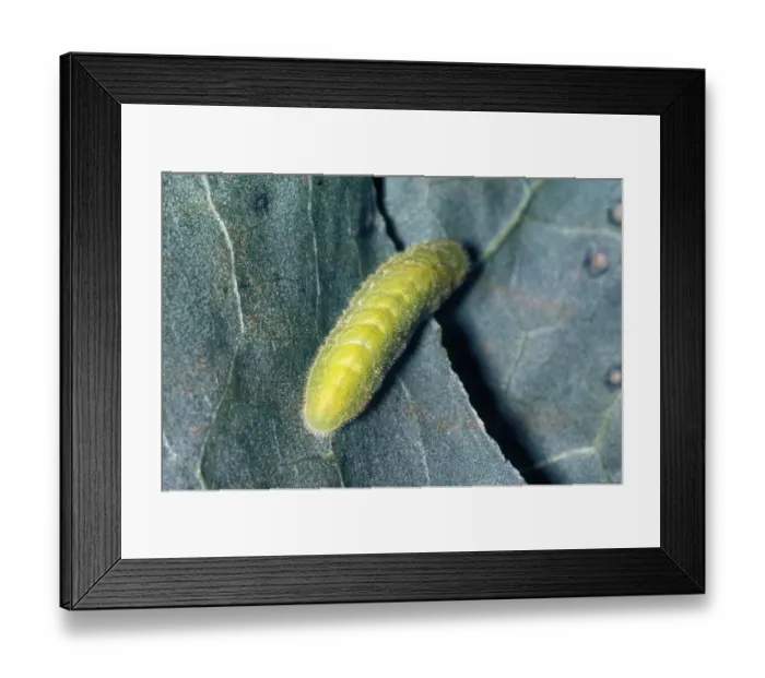 Framed Print : Large Copper (Lycaena dispar) larva