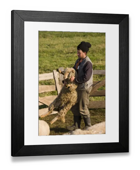 Framed Print : Domestic Sheep, shepherd holding sheep from communal flock, at traditional sheep-fold, near Saschiz, Transylvania, Romania, october Framed Print : Domestic Sheep, shepherd holding sheep from communal flock, at traditional sheep-fold, near Saschiz, Transylvania, Romania, october