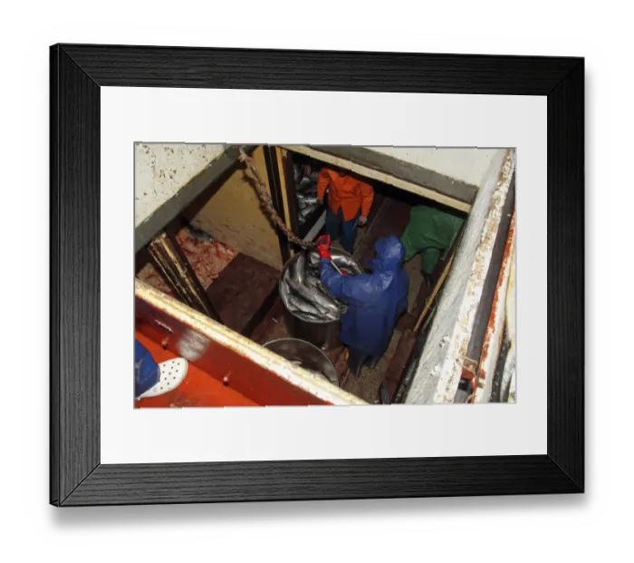 Framed Print : Tuna fishermen with catch in hold of boat, caught using pole and line fishing method, Pico Island, Azores, august Framed Print : Tuna fishermen with catch in hold of boat, caught using pole and line fishing method, Pico Island, Azores, august