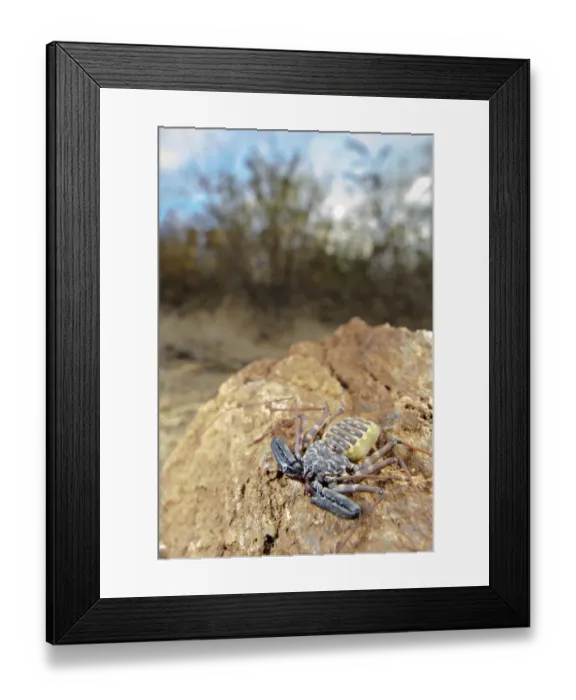 Framed Print : Variegated Tailless Whip Scorpion (Damon variegatus) adult female, on rock in habitat, Balule Nature Reserve, Limpopo Province, South Africa Framed Print : Variegated Tailless Whip Scorpion (Damon variegatus) adult female, on rock in habitat, Balule Nature Reserve, Limpopo Province, South Africa