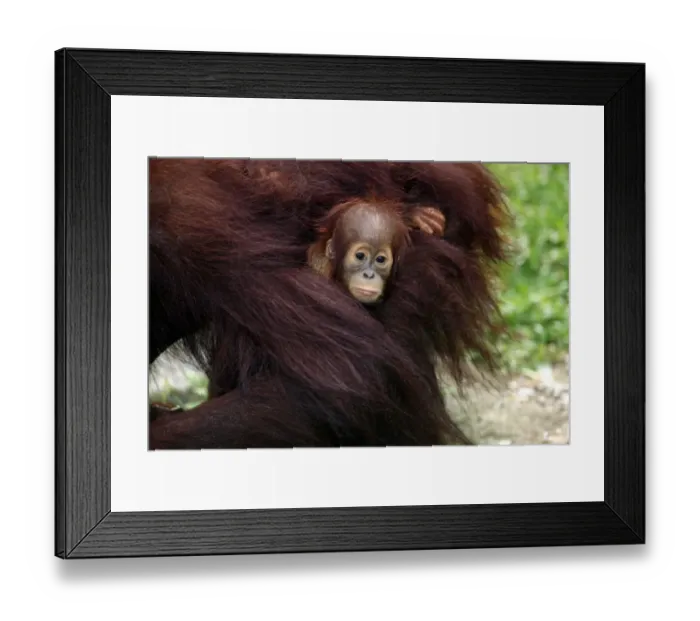 Framed Print : Bornean Orang-utan (Pongo pygmaeus) young with mother (captive) Framed Print : Bornean Orang-utan (Pongo pygmaeus) young with mother (captive)