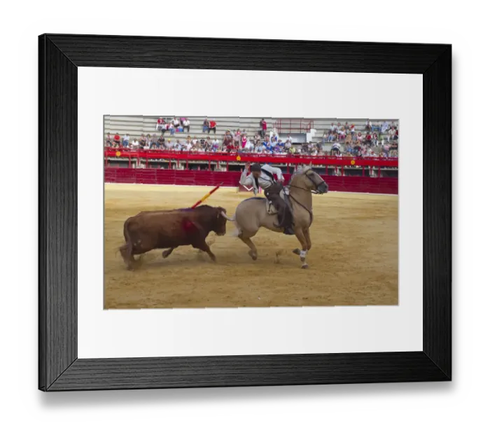 Framed Print : Bullfighting, Banderillero with banderillas, fighting bull from horseback in bullring, Corrida de rejones, Medina del Campo, Valladolid, Castile-Leon, Northern Spain, september