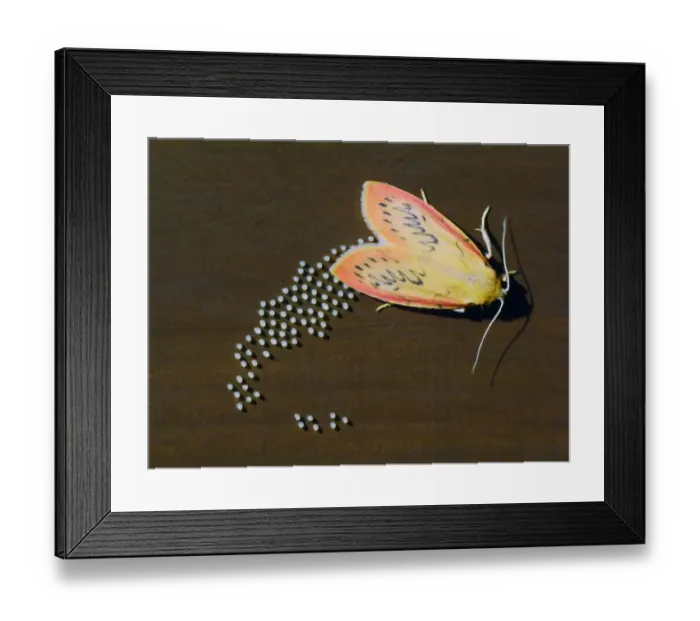 Framed Print : Rosy Footman (Miltochrista miniata) adult female, laying eggs on wooden fence, Cannobina Valley, Piedmont, Northern Italy, july Framed Print : Rosy Footman (Miltochrista miniata) adult female, laying eggs on wooden fence, Cannobina Valley, Piedmont, Northern Italy, july