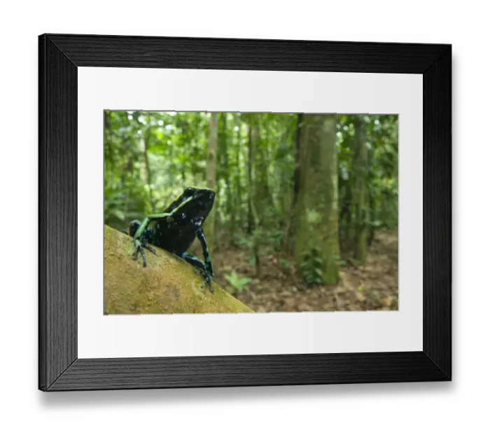 Framed Print : Three-striped Poison Dart Frog (Ameerega trivittata) adult, sitting on branch in forest habitat, Los Amigos Biological Station, Madre de Dios, Amazonia, Peru Framed Print : Three-striped Poison Dart Frog (Ameerega trivittata) adult, sitting on branch in forest habitat, Los Amigos Biological Station, Madre de Dios, Amazonia, Peru