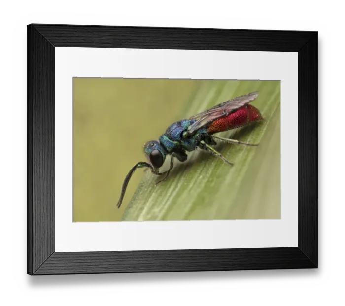 Framed Print : Ruby-tailed Wasp (Chrysis ignita) adult, Leicestershire, England, may Framed Print : Ruby-tailed Wasp (Chrysis ignita) adult, Leicestershire, England, may