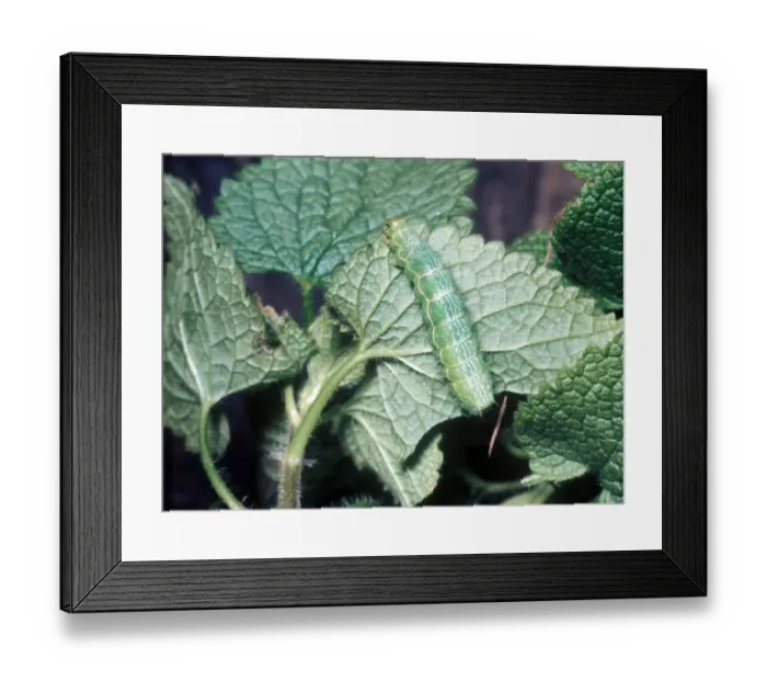 Framed Print : Gold Spangle (Autographa bractea) larva Framed Print : Gold Spangle (Autographa bractea) larva