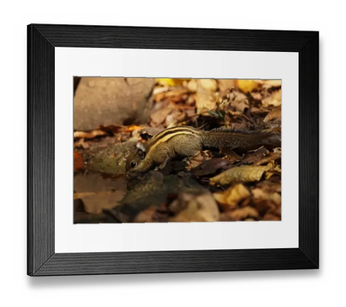 Framed Print : Himalayan Striped Squirrel (Tamiops mcclellandii) adult, drinking at forest pool, Kaeng Krachan N. P. Thailand, february Framed Print : Himalayan Striped Squirrel (Tamiops mcclellandii) adult, drinking at forest pool, Kaeng Krachan N. P. Thailand, february