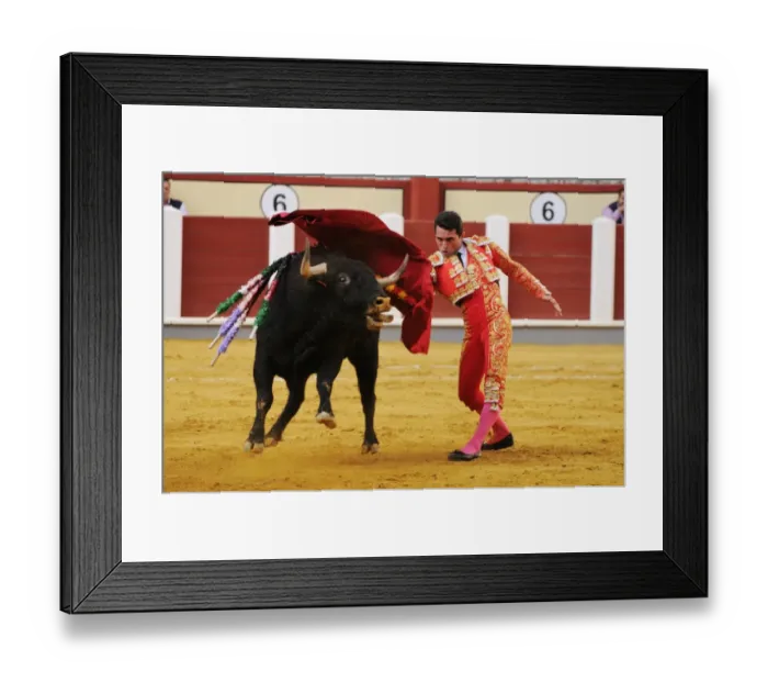 Framed Print : Bullfighting, Matador with muleta, fighting bull impaled with banderillas in bullring, Tercio de muerte stage of bullfight, Spain, september