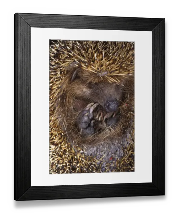 Framed Print : European Hedgehog (Erinaceus europaeus) juvenile, curled up in defensive ball at night, Italy Framed Print : European Hedgehog (Erinaceus europaeus) juvenile, curled up in defensive ball at night, Italy