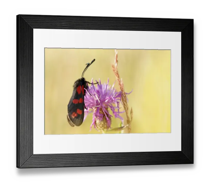 Framed Print : Six-spot Burnet (Zygaena filipendulae) adult, feeding on knapweed flower in meadowland, Yorkshire, England, summer Framed Print : Six-spot Burnet (Zygaena filipendulae) adult, feeding on knapweed flower in meadowland, Yorkshire, England, summer