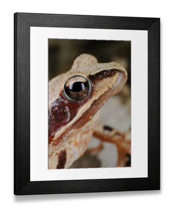 Framed Print : Agile Frog (Rana dalmatina) adult, close-up of head, Italy, april Framed Print : Agile Frog (Rana dalmatina) adult, close-up of head, Italy, april