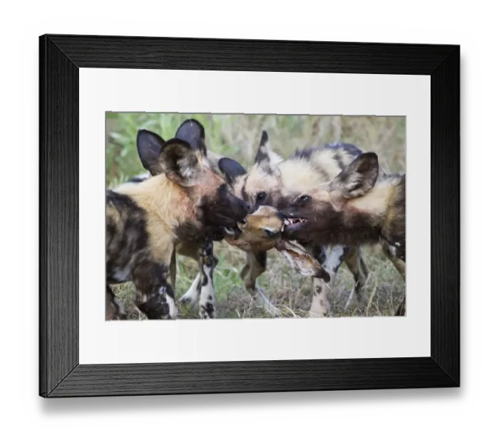 Framed Print : African Wild Dog (Lycaon pictus) adults, pack fighting over Impala (Aepyceros melampus) kill head, Okavango Delta, Botswana