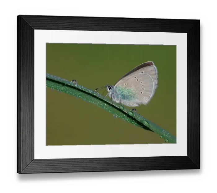 Framed Print : Green-underside Blue (Glaucopsyche alexis) adult female, resting on grass with early morning dew, Peloponesos, Southern Greece, april