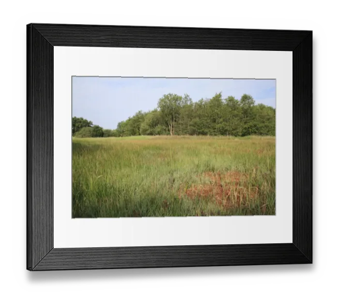 Framed Print : View of mixed sedge fen habitat, Old Fen, Thelnetham Fen, Thelnetham, Little Ouse Valley, Suffolk, England, june