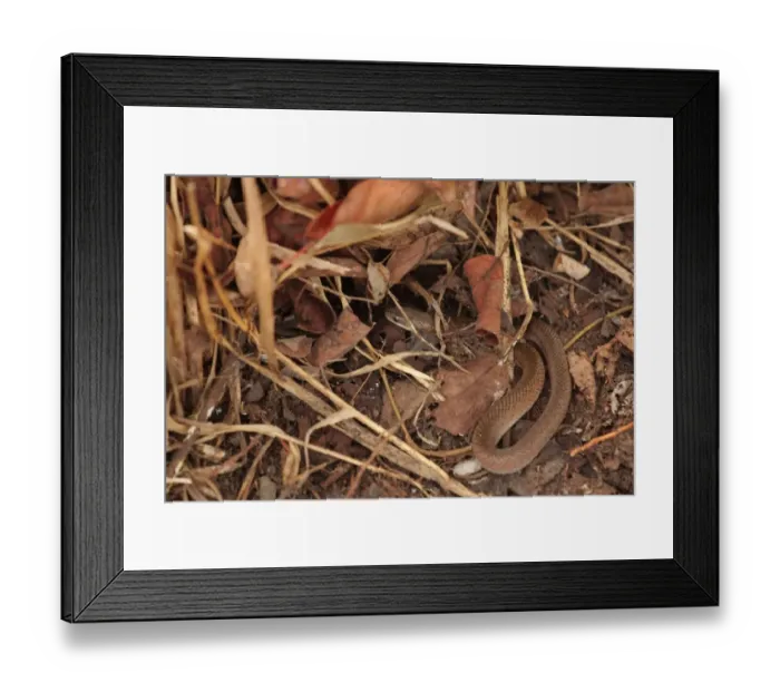 Framed Print : Yellow-bellied Liophis (Liophis poecilogyrus) adult, coiled amongst leaf litter, Pouso Alegre, Mato Grosso, Brazil, september Framed Print : Yellow-bellied Liophis (Liophis poecilogyrus) adult, coiled amongst leaf litter, Pouso Alegre, Mato Grosso, Brazil, september
