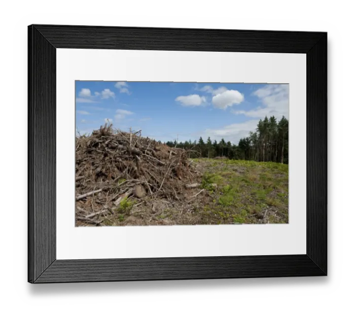 Framed Print : Reclaimation of heathland habitat, with felled conifer plantation, Holt Country Park, Norfolk, England, august